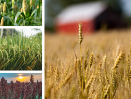 K-State lab to continue advancing world's top crops