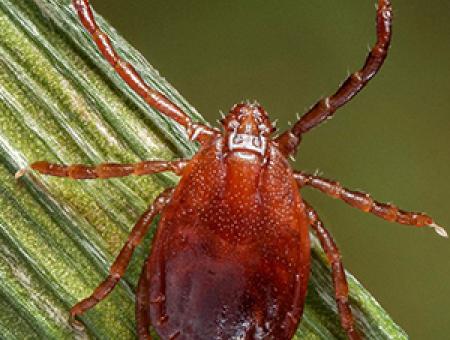 A new tick appears in Kansas, but fighting it is a familiar mission for K-State