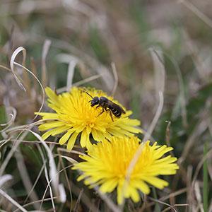 K-State entomologist to lead $1M effort to expand bee project K-State entomologist to lead $1M effort to expand bee project