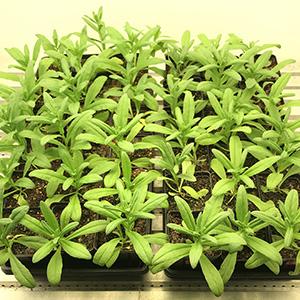 K-State biochemists make significant breakthrough in increasing purity of specialized plant oils K-State biochemists make significant breakthrough in increasing purity of specialized plant oils