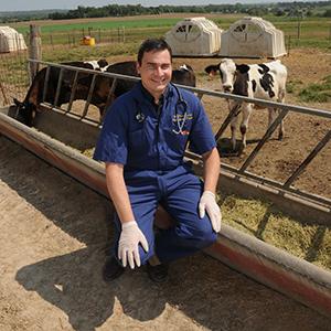 How a K-State researcher cracked the code of cattle pain relief How a K-State researcher cracked the code of cattle pain relief