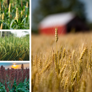 K-State lab to continue advancing world's top crops K-State lab to continue advancing world's top crops
