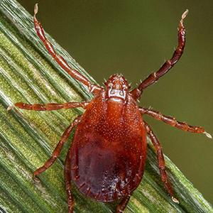 A new tick appears in Kansas, but fighting it is a familiar mission for K-State